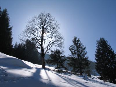 Bäume im winterlichen Gegenlicht