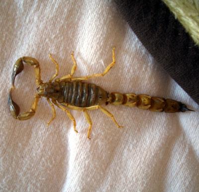Skorpion im Bett eines Hotels in Marokko