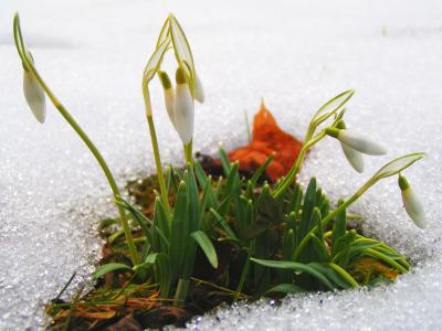 Der Frühling erwacht