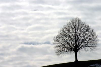 Baum am Hang