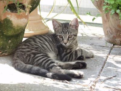 Katze auf´m Balkon