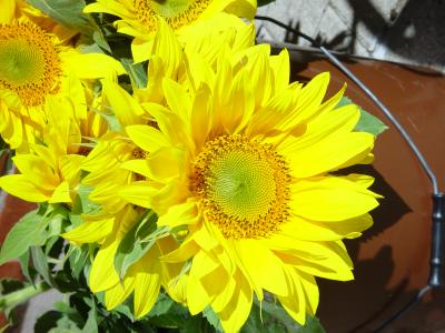 Sonnenblumen