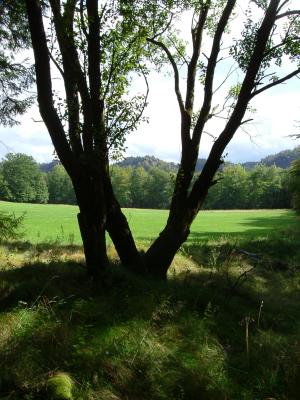 Baum und Wiese