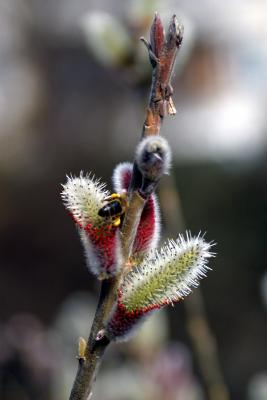 endlich Frühling