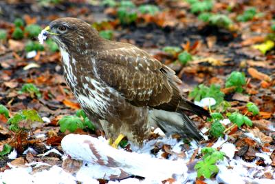 Bussard 1