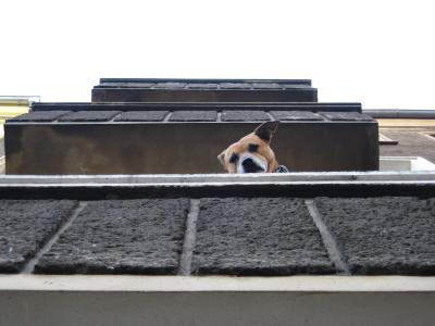 Hund auf Balkon!