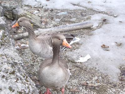 Meine Gans