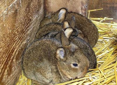 Kaninchenkinderstube geordnet