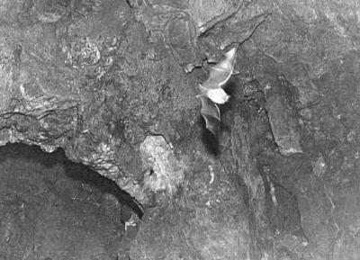 Höhlenfledermaus