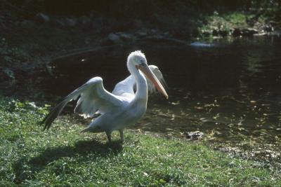 Pelikane in Schönbrunn
