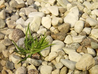 Gras drüber wachsen lassen...