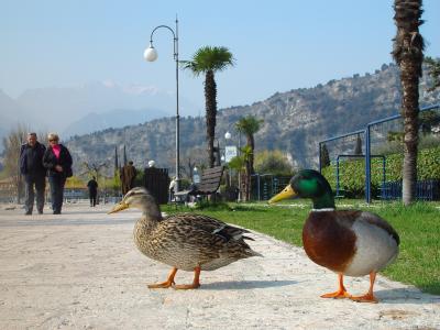 Entenpaar auf Promenade
