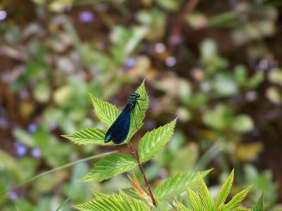 Blaue Libelle