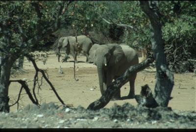 Wüstenelefanten
