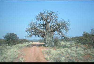 einsamer Baum