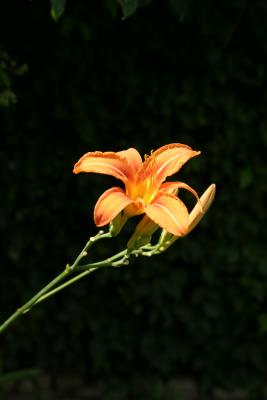 Taglilie (Hemerocallis)