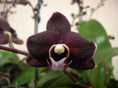 Orchidee55