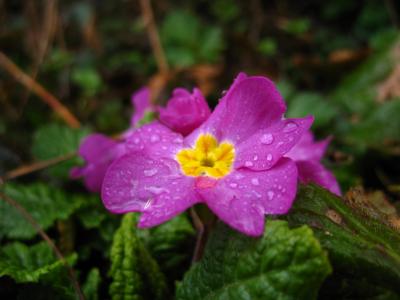 Blume im Regen2