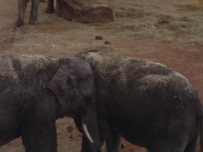 spielende Elefanten