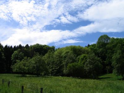 Waldstück bei Tübingen