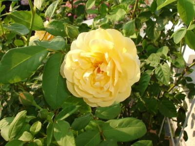 Gelbe strahlende Rose