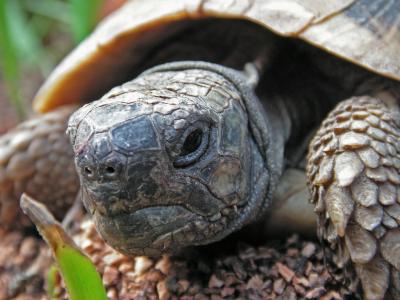 Schildkrötenmann