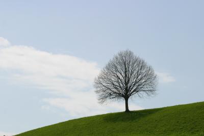 blattloser Baum im Frühling