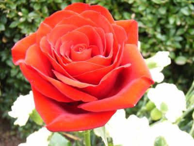 Eine rote Rose für Euch ...