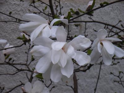 Magnolienbaum mit weißen Blüten