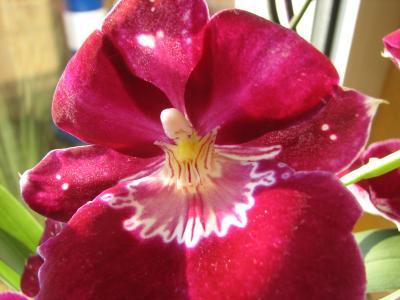 orchidee_miltonia