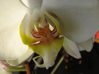 orchidee phalaenopsis