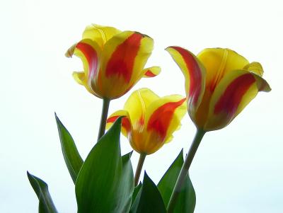 Tulpen-Trio