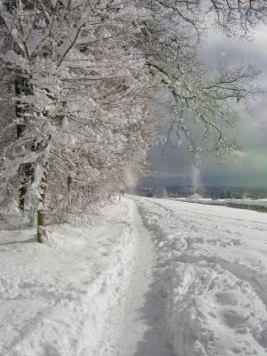 Winterspaziergang am Waldrand