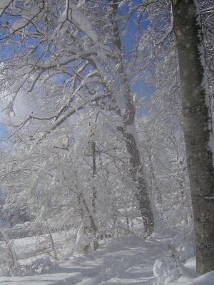 Fallender Schnee im Winterwald
