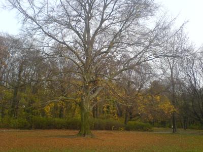 Baum in Herbststimmung