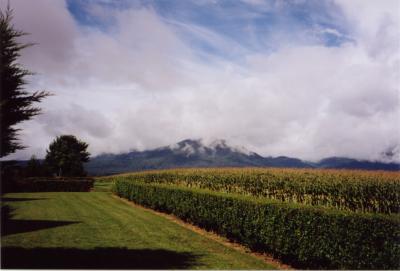 Maisfeld im Elsass