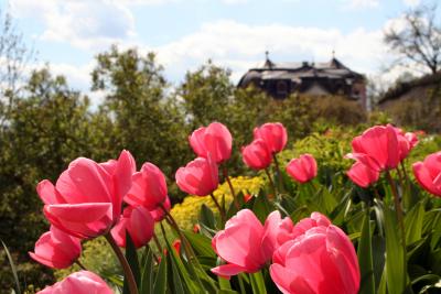 Tulpen in Dornburg