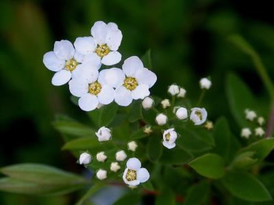 strauchblüten