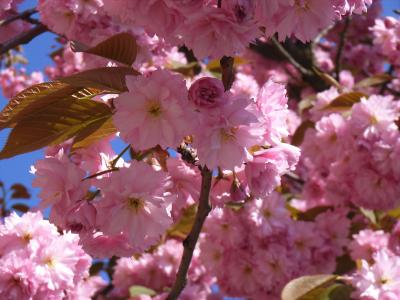 Blüte der Japanischen Kirsche