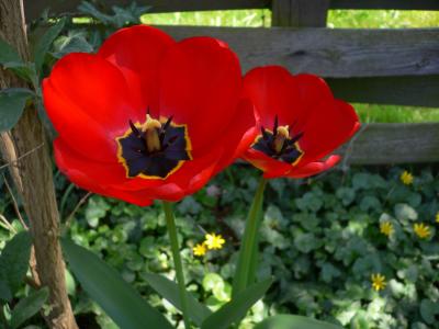 Zwei Tulpen gegen den Rest des Beetes