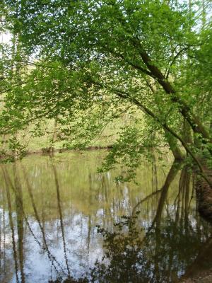 Zechenwald mit Teich in Waltrop