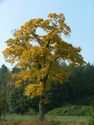 Herbstbaum