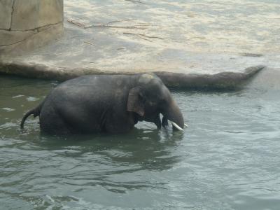 ein Elefant geht baden