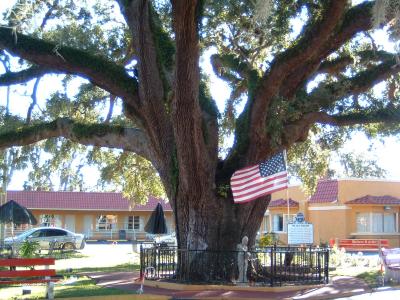 600 Jahre alter Baum in St.Augustine/Florida