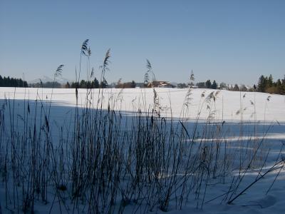 Gräser vor Schneelandschaft