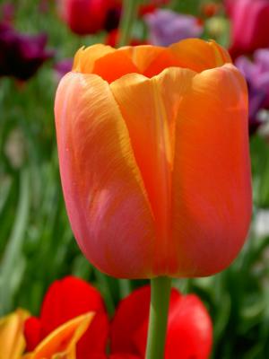 Tulpenfarbe