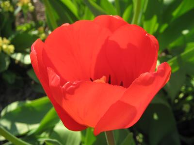 rote Tulpe