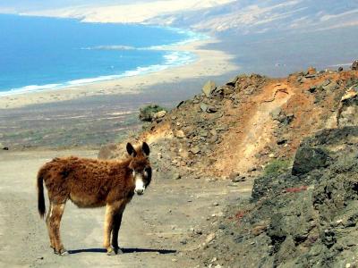 Ein Esel in den Bergen von Fuerteventura