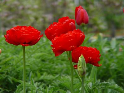 Tulpen in Rot