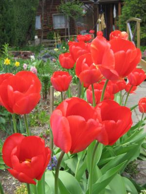 rote Tulpen